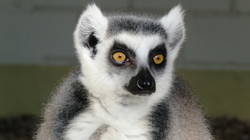 Quels sont les animaux les plus dangereux à Madagascar